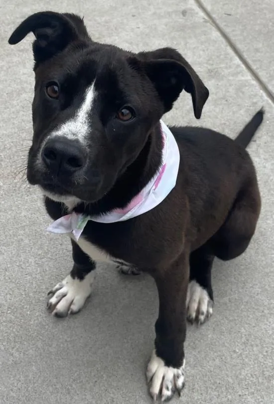 A baby small-sized male Pit Bull Terrier dog named Mammoth for adoption in Tulsa, OK