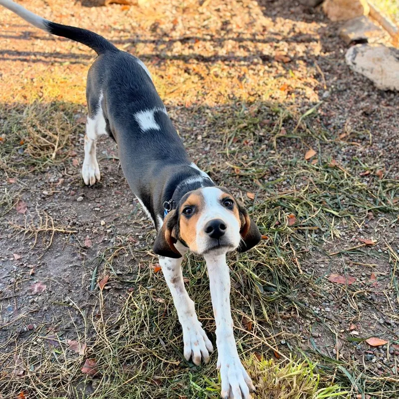 A baby medium-sized male Black Coonhound dog named Roo for adoption in Glenwood Springs, CO