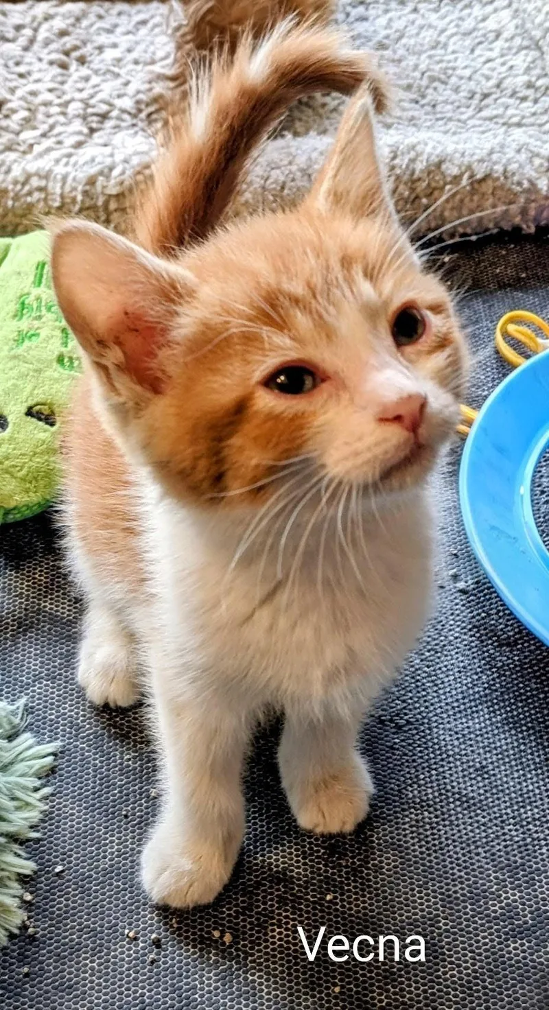 A baby medium-sized female Orange & White Domestic Short Hair cat named Vecna for adoption in Binghamton, NY