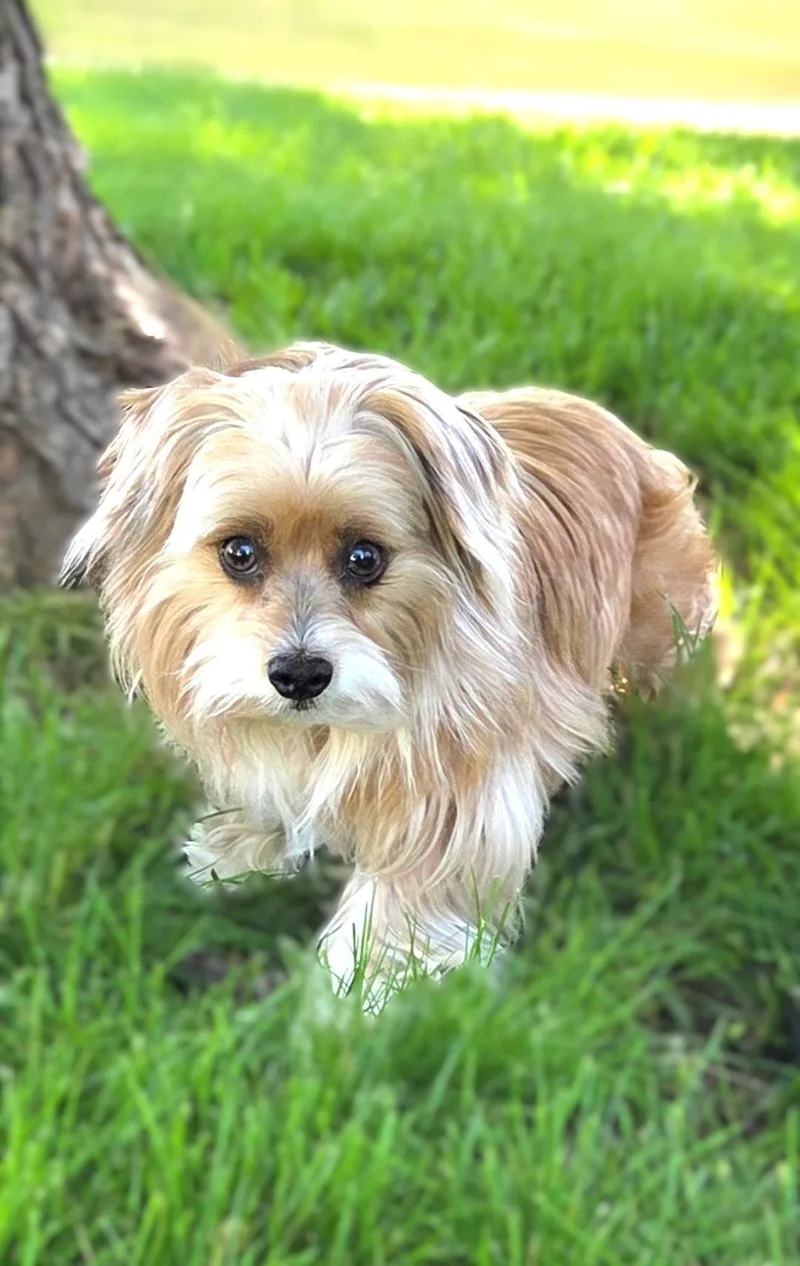 Sophie