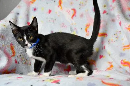An adult small-sized male Domestic Short Hair cat named Drake for adoption in Yakima, WA