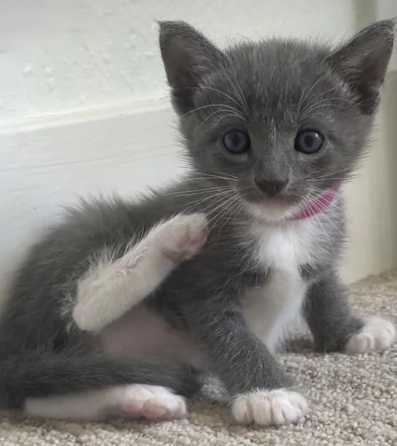 A young small-sized female Gray & White Domestic Short Hair cat named Eva for adoption in Pacifica, CA
