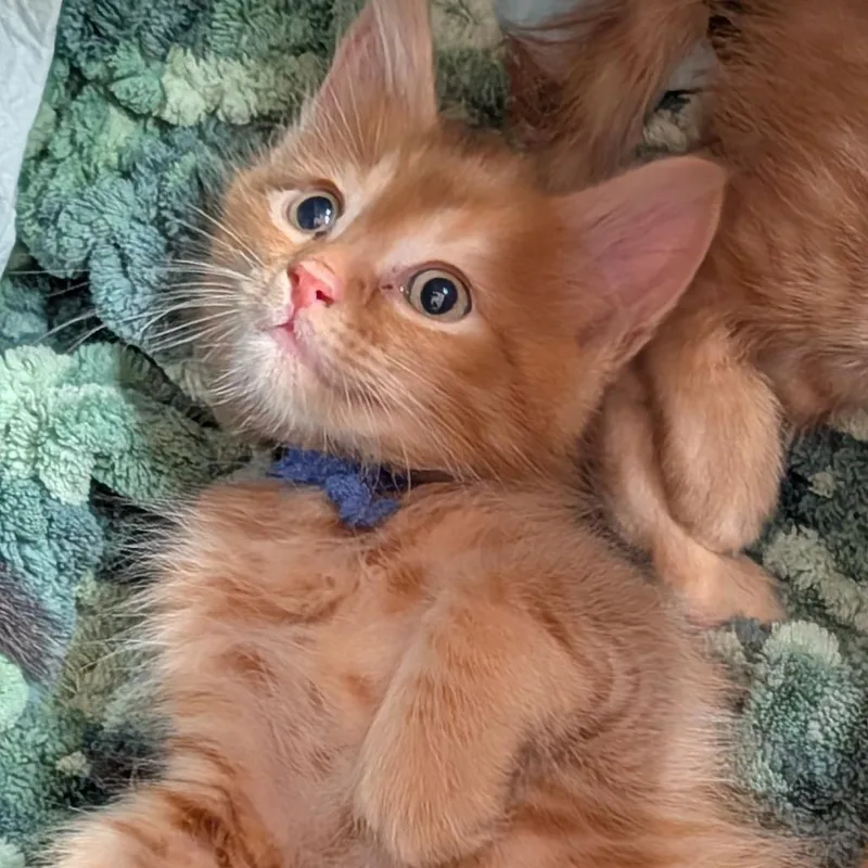 A baby small-sized male Orange / Red Domestic Long Hair cat named Orange Julius for adoption in Bradenton, FL