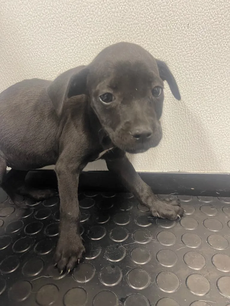 A baby medium-sized female Lakeland Terrier dog named Winona for adoption in Seven Points, TX