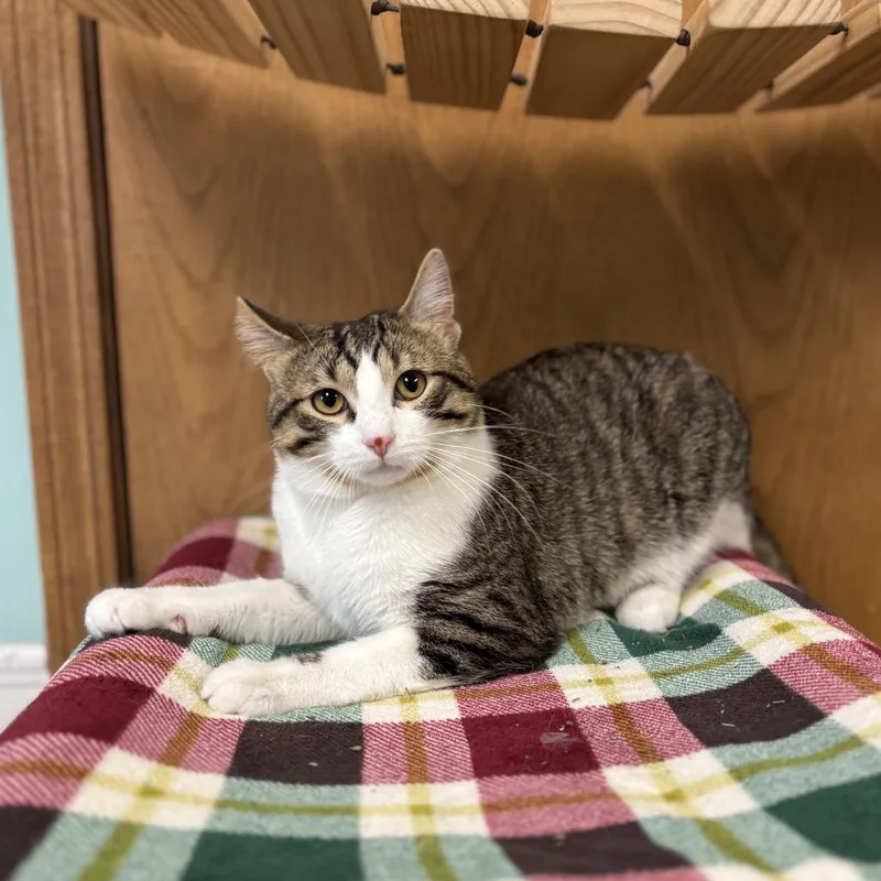 An adult medium-sized male Brown / Chocolate Domestic Short Hair cat named Andre for adoption in Fargo, ND