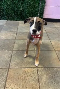 A baby medium-sized female Mixed Breed dog named 61703083 for adoption in El Paso, TX