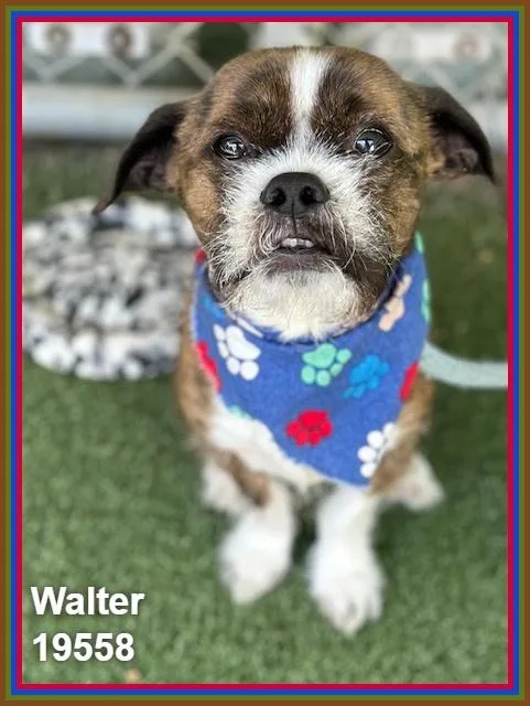 Walter