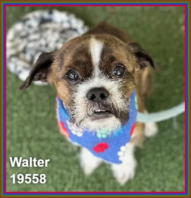 Walter thumbnail 2