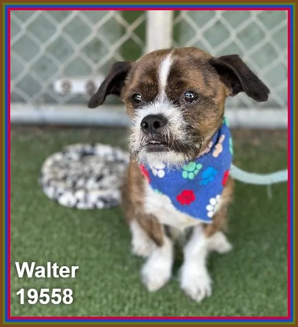 Walter thumbnail 3