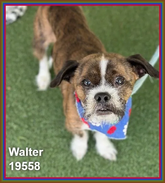 Walter thumbnail 4