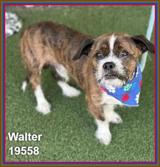 Walter thumbnail 5