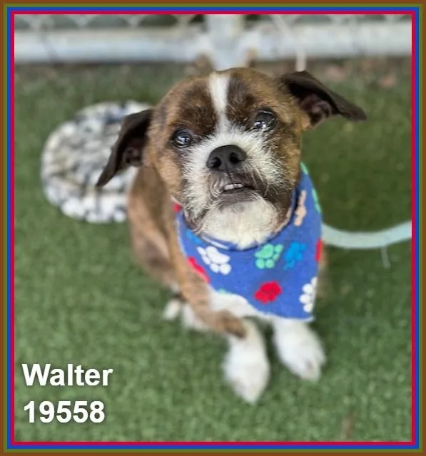 Walter thumbnail 6