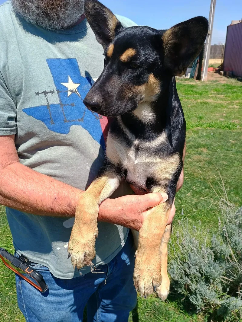 A baby large-sized male Black German Shepherd Dog dog named Rockwell for adoption in Amarillo, TX
