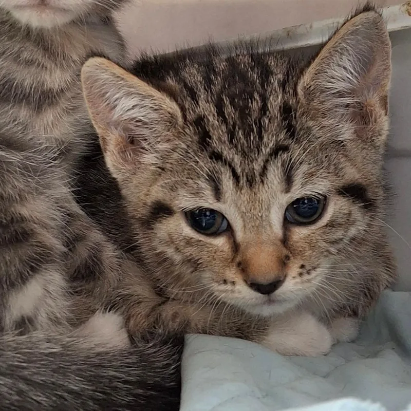 A baby small-sized female Brown / Chocolate Domestic Short Hair cat named Komodo Dragon for adoption in Lakeland, FL