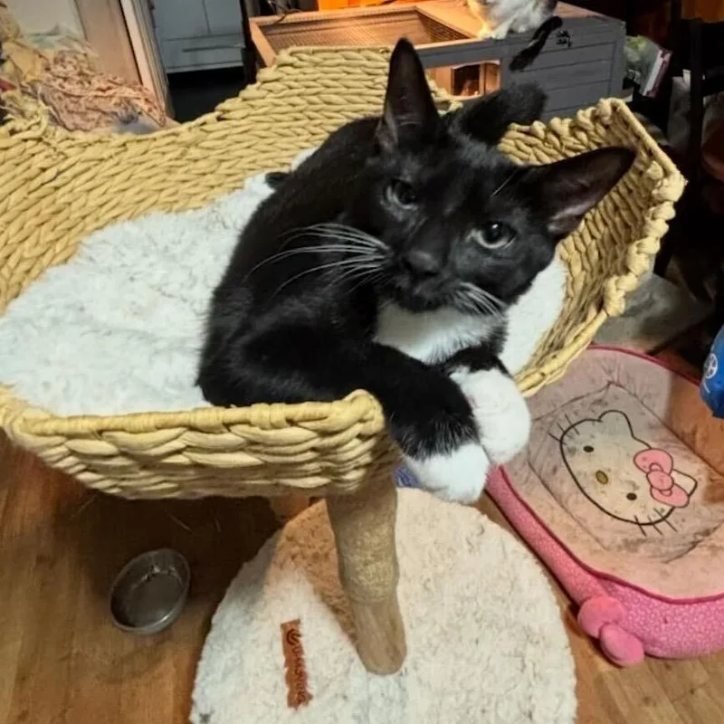 Chris Angel thumbnail 2