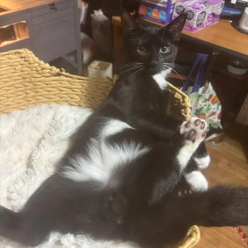 Chris Angel thumbnail 3