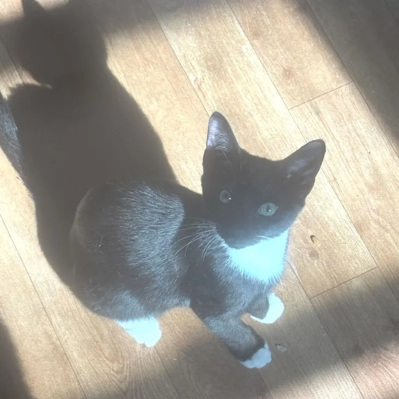 Chris Angel thumbnail 4