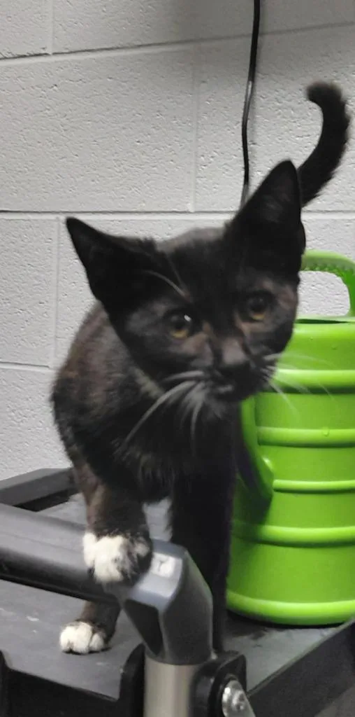 A baby small-sized female Domestic Short Hair cat named Alice for adoption in Henderson, NC