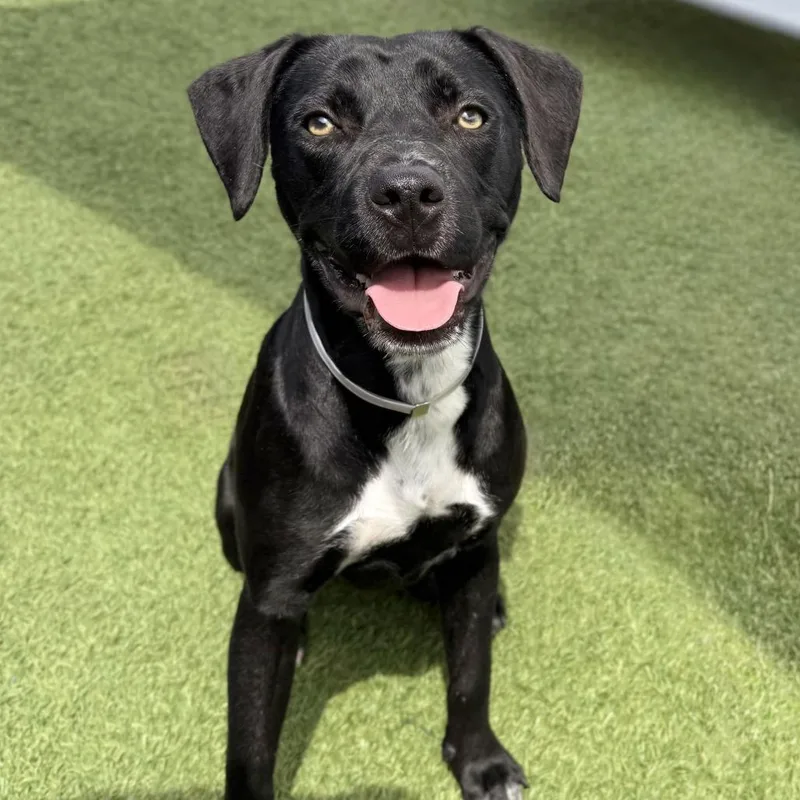 A young medium-sized female Black Black Labrador Retriever dog named Peach for adoption in Hawthorne, CA