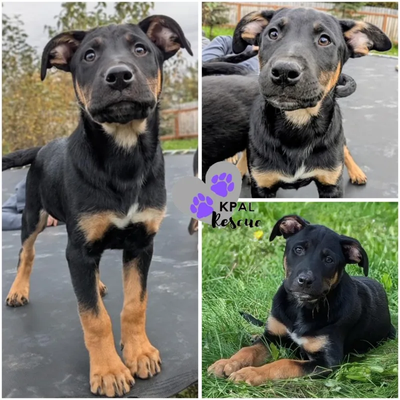 Jiujitsu Martial Arts