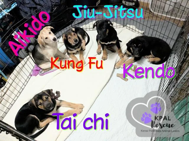 Jiujitsu  Martial Arts thumbnail 2