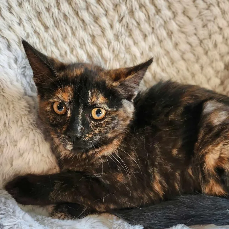 Honeybella thumbnail 2