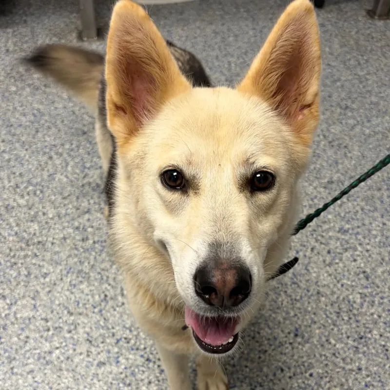 An adult medium-sized female Yellow / Tan / Blond / Fawn Mixed Breed dog named Zora for adoption in Greenville, SC