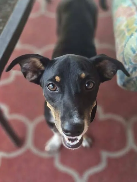 A young small-sized male Tricolor (Brown, Black, & White) Dachshund dog named Poco for adoption in Vernon, CT