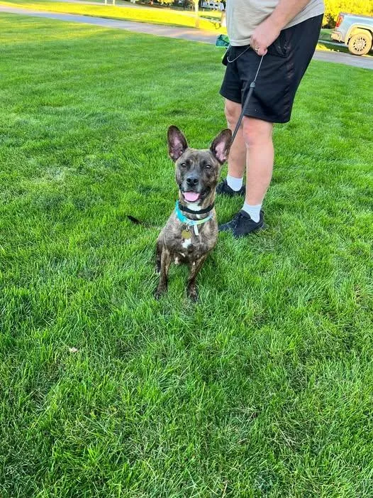 An adult medium-sized female Chihuahua dog named Trixie for adoption in Traverse City, MI