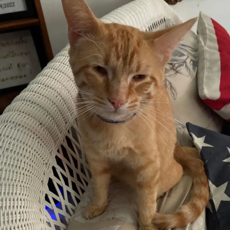 A young medium-sized male Orange / Red Domestic Short Hair cat named Leo for adoption in Henderson, KY