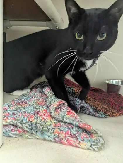 An adult medium-sized male Domestic Short Hair cat named Cheech I AM for adoption in East Brookfield, MA