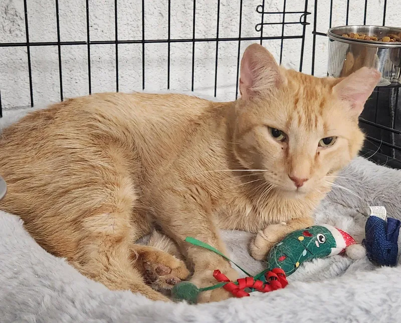 An adult medium-sized male Orange / Red Domestic Short Hair cat named Gnome for adoption in Herndon, VA