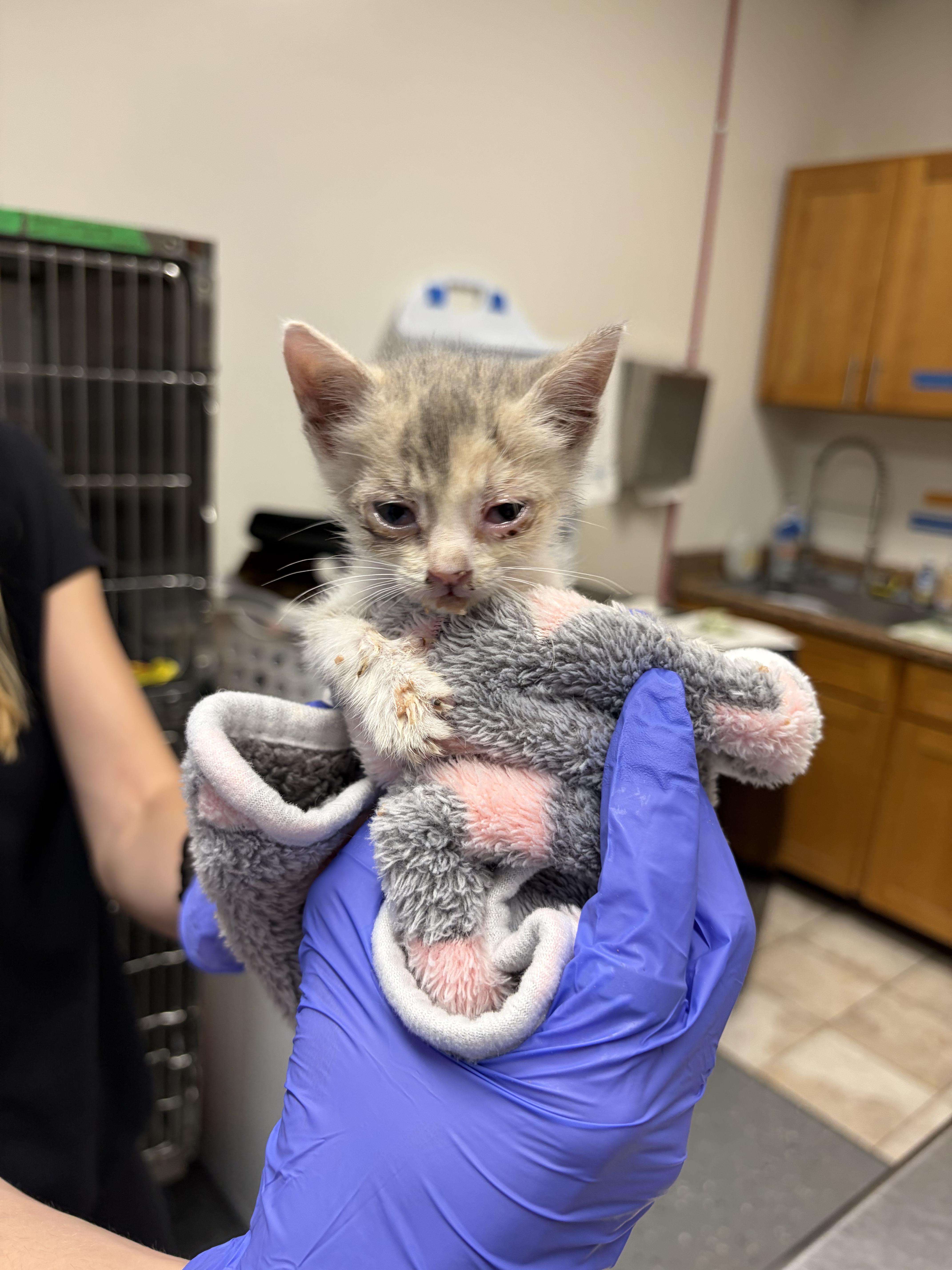 A baby small-sized female Domestic Short Hair cat named Primrose for adoption in Honolulu, HI