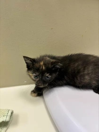 A baby small-sized female Domestic Short Hair cat named Iris for adoption in Fishers, IN