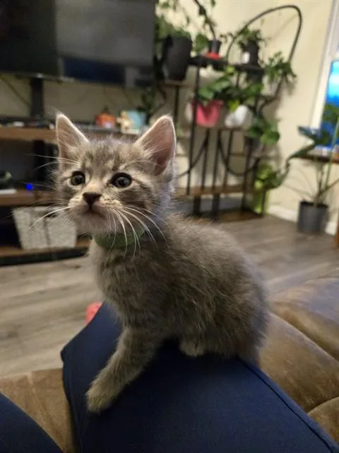 Mr. Skittles