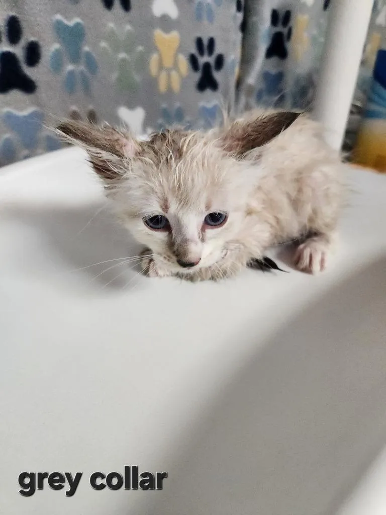 A baby small-sized male Siamese cat named Duff for adoption in Wabash, IN