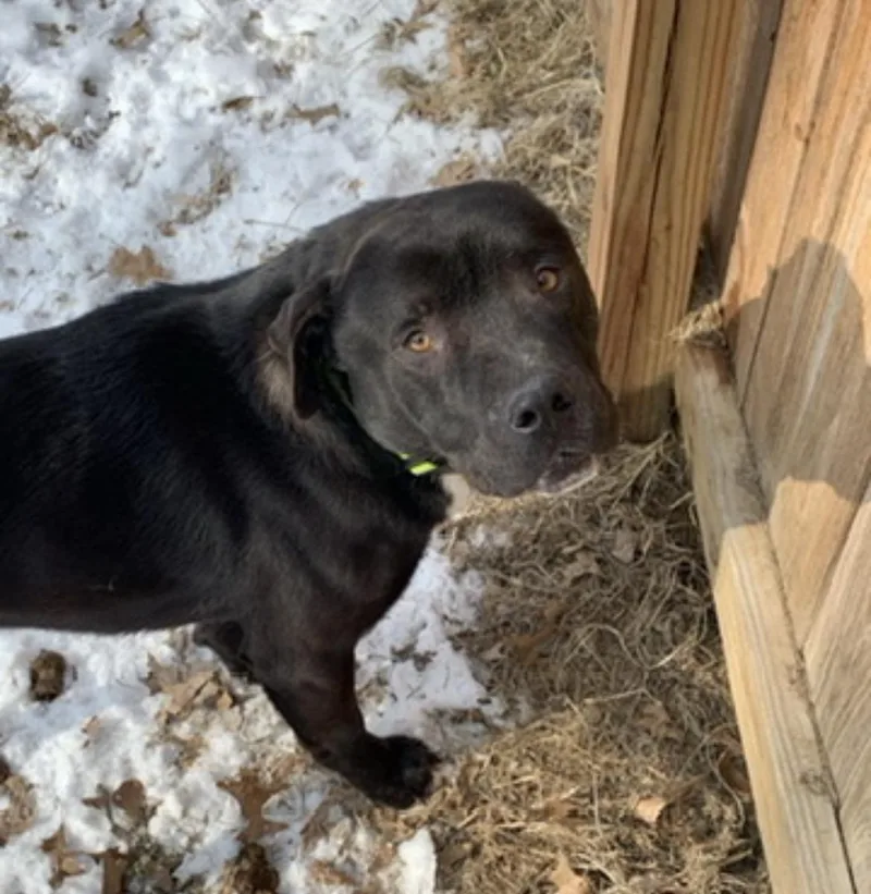 An adult medium-sized male Black Mixed Breed dog named Billy G for adoption in Belleville, IL