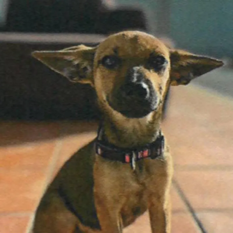 An adult medium-sized female Black Terrier dog named Yodie for adoption in LOXAHATCHEE, FL