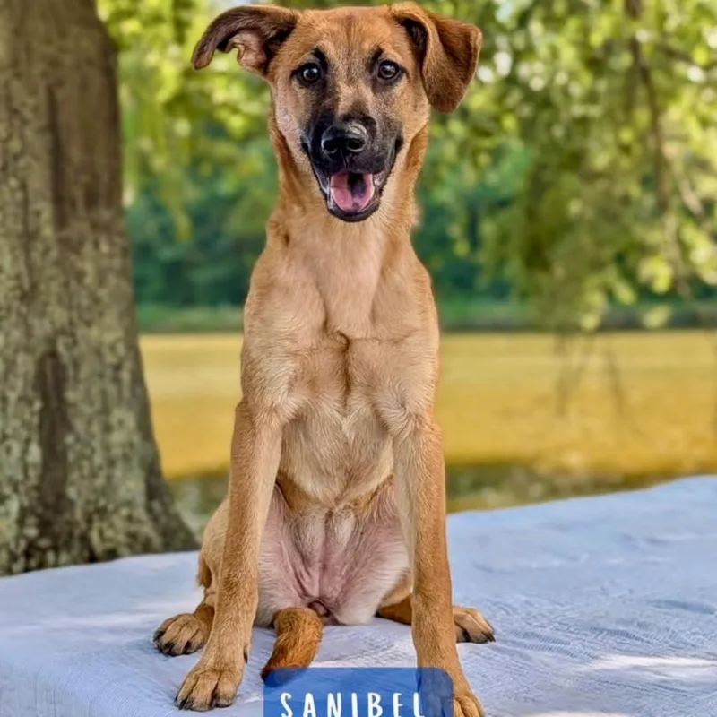 A baby medium-sized female Yellow / Tan / Blond / Fawn German Shepherd Dog dog named Sanibel for adoption in Tyrone, GA