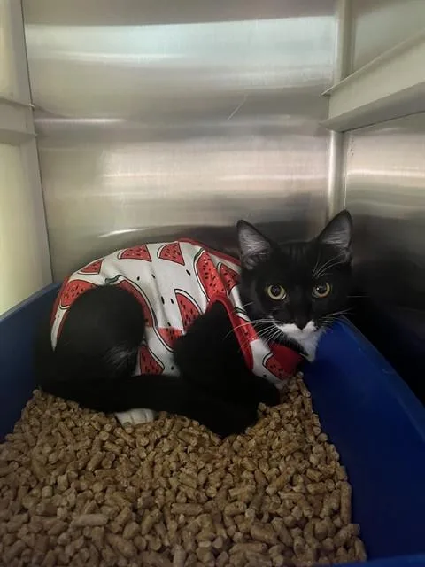 A young small-sized female Domestic Short Hair cat named Quinoa for adoption in Pearland, TX