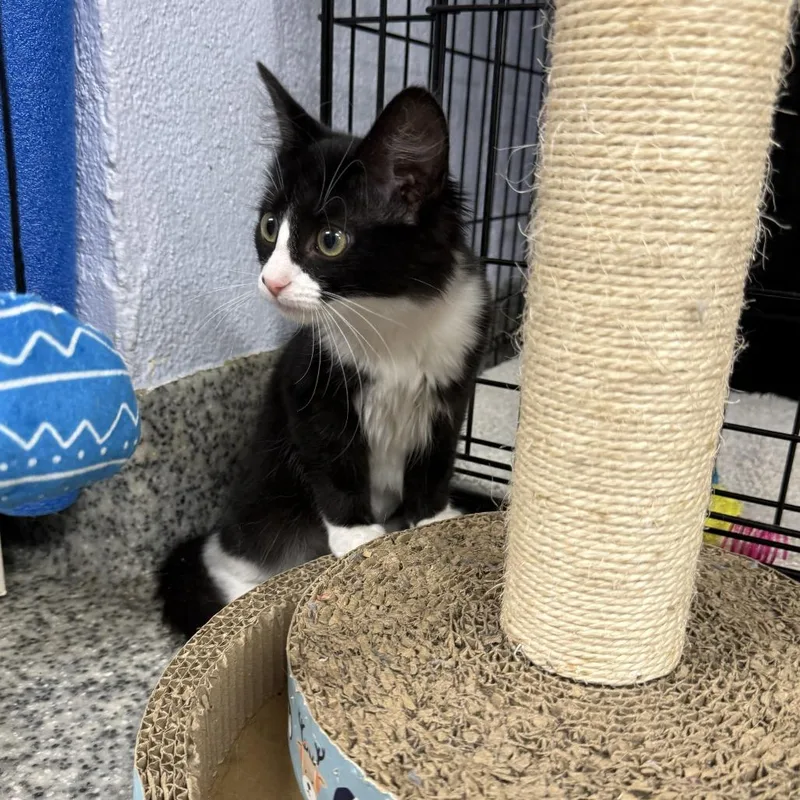A baby small-sized female Black Domestic Short Hair cat named Reese for adoption in Falls Church, VA
