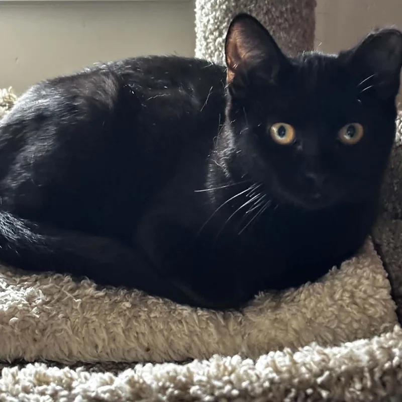 A baby medium-sized female Black Domestic Short Hair cat named Caterina for adoption in Sewell, NJ
