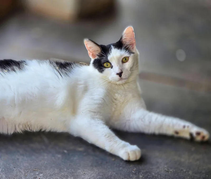 A young medium-sized male Black & White / Tuxedo Domestic Short Hair cat named Aero for adoption in Flint Hill, VA