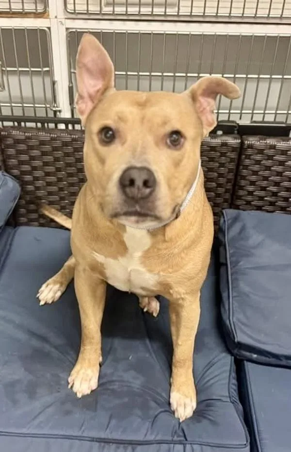 An adult large-sized male Pit Bull Terrier dog named Pocky for adoption in Millersville, MD