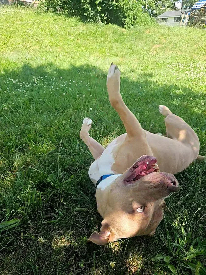 An adult large-sized male Pit Bull Terrier dog named Pablo for adoption in Baltimore, MD