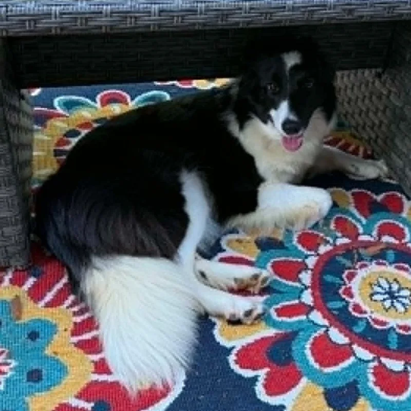 An adult medium-sized female White / Cream Border Collie dog named Fiona for adoption in Hilton, NY