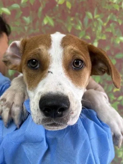 A young small-sized female Labrador Retriever dog named Clover for adoption in San Antonio, TX