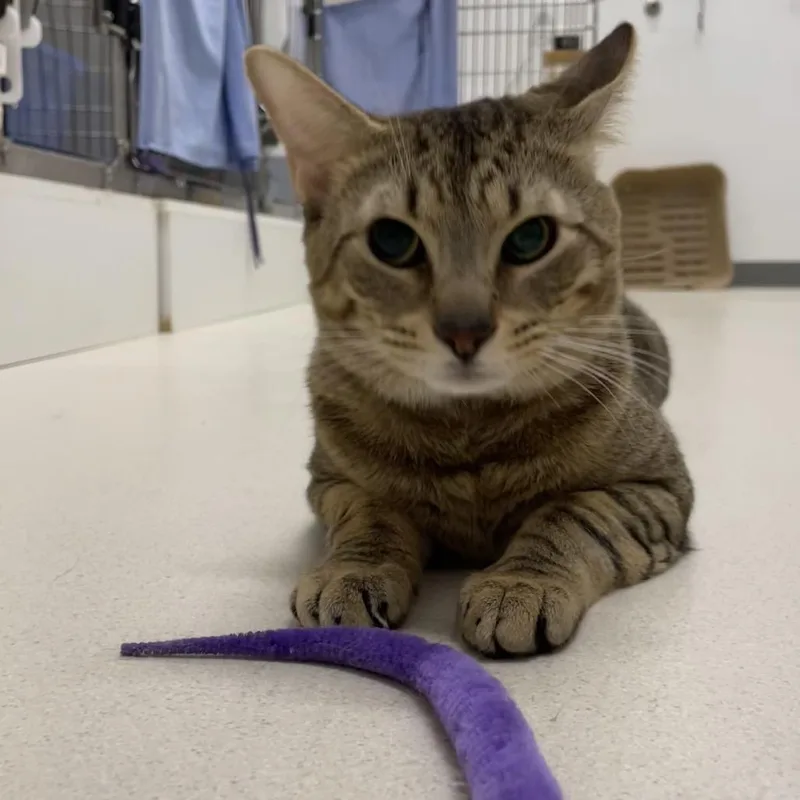 A young large-sized male Brown / Chocolate Domestic Short Hair cat named Polka Dot for adoption in Warwick, RI