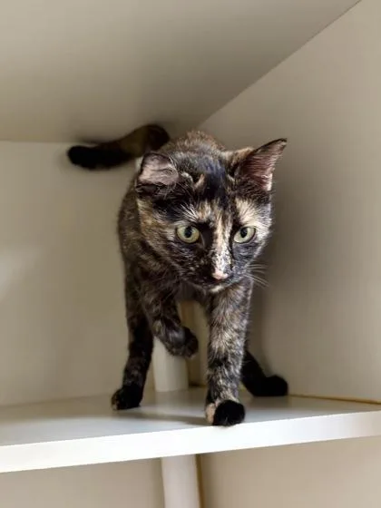 An adult small-sized female Domestic Short Hair cat named Peggy Sue for adoption in Fairfax, VA