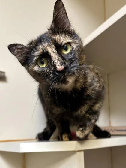 Peggy Sue thumbnail 2